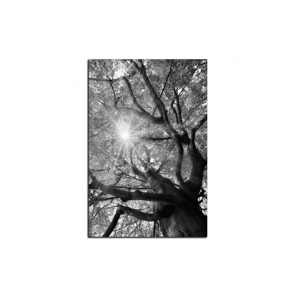 Obraz na plátně - Slunce přes větve stromu - obdélník
